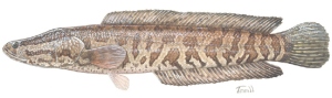 snakehead (USGS, Susan Trammel)